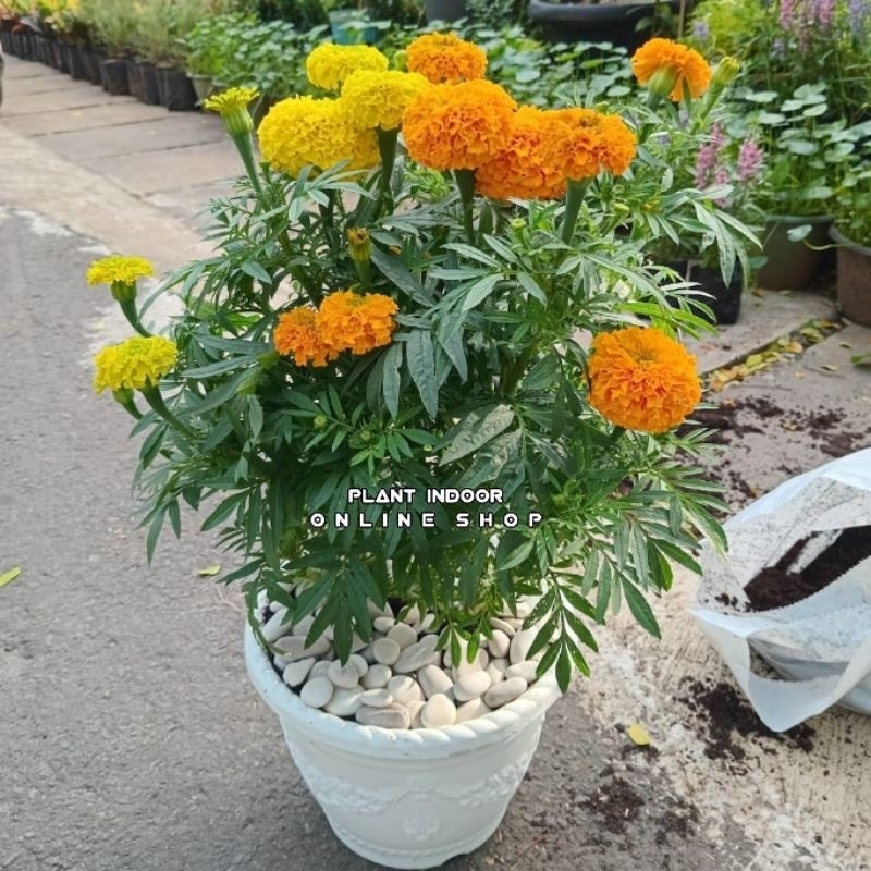 Paket 2 tanaman Marigold +Pot Putih + Batu hias/bunga Marigold/tanaman hias Marigold     Berkualitas