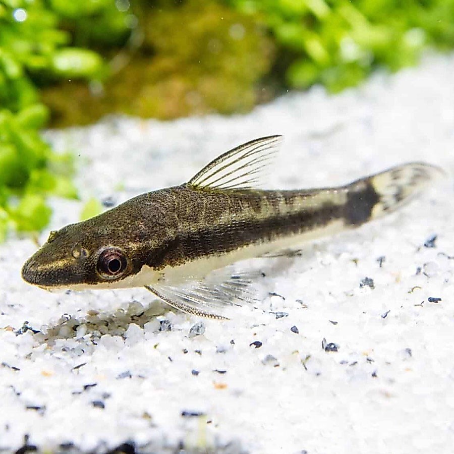 Otocinclus Affinis / Pemakan Alga / Ikan Hias Air Tawar