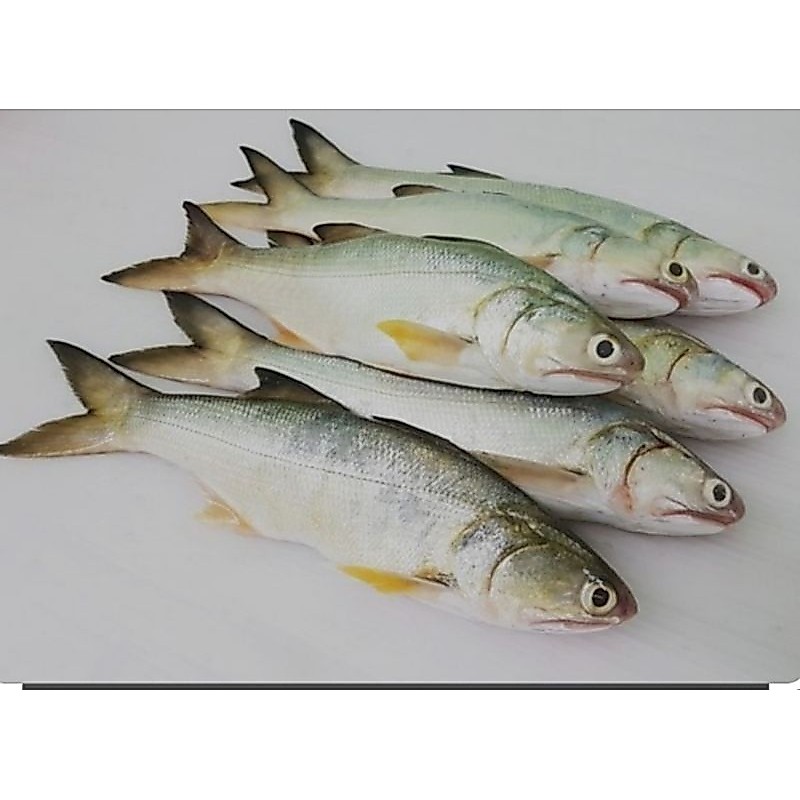 Ikan Senangin Segar 500gr