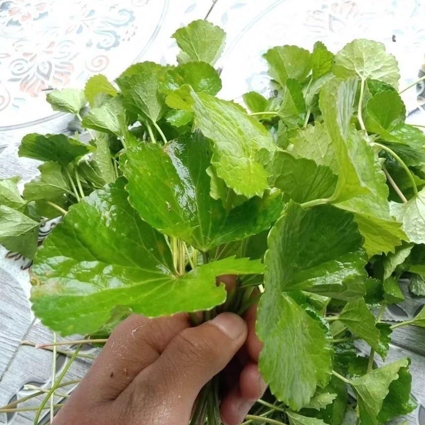 Daun antanan daun pegagan besar segar obat herbal daun pegagan lalapan pegagan 500 gram