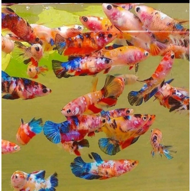 Paket Betina Cupang Nemo Multicolor Isi 10