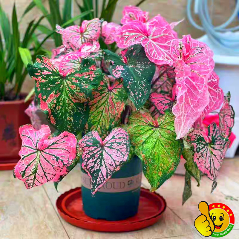 100% Original Assorted Colors Caladium Seeds for Sale (100pcs Seeds) Thailand Caladium Flower Biji K