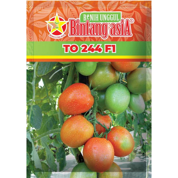 TOMAT TO 244 F1 10GR BINTANG ASIA