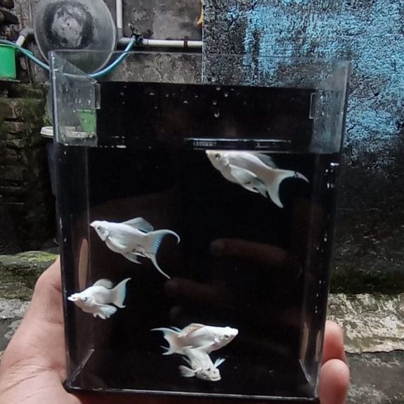 MOLLY PLATINUM CAWANG