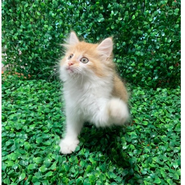 kucing persia medium anakan kucing kecil persia anggora bulu panjang bukan kucing hiamalaya flatnose