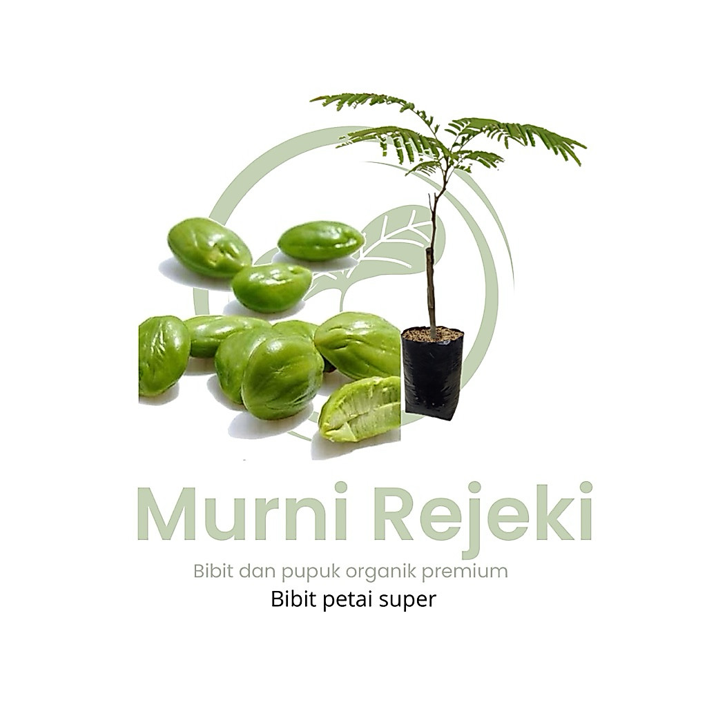 Bibit jengkol super / bibit hasil okulasi super unggul