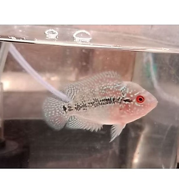 BURAYAK KAMFA GEN ORI PROGRESS
