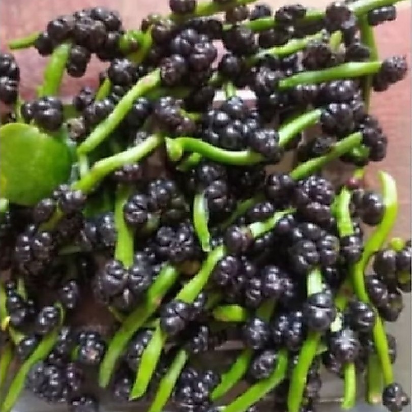BUAH ANGKUNG SEGAR 200biji + BONUS