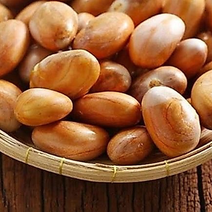 BIJI-BIJIAN BIJI NANGKA BETON