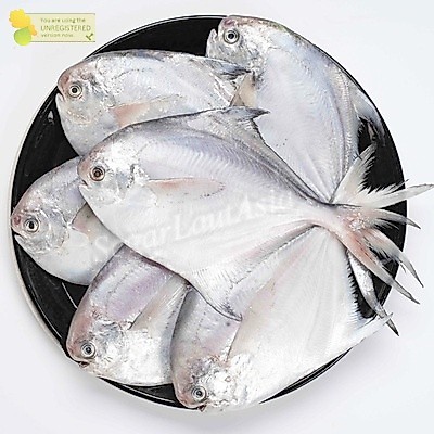 Ikan Bawal / Ikan Bawal Segar / Ikan Bawal Putih / Ikan Bawal Laut / Seafood / Ikan Laut / Ikan Sega