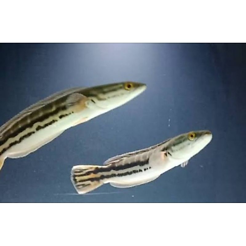 BIBIT TOMAN ASLI HIJAU SIZE 7/10 CM