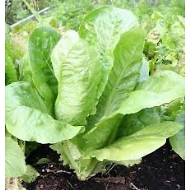 150 BUTIR BENIH SELADA GREEN ROMAINE PARIS ISLAND COS