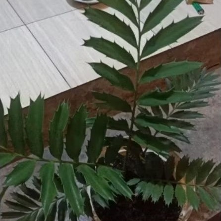 Tanaman Purba Encephalartos Ferox size besar