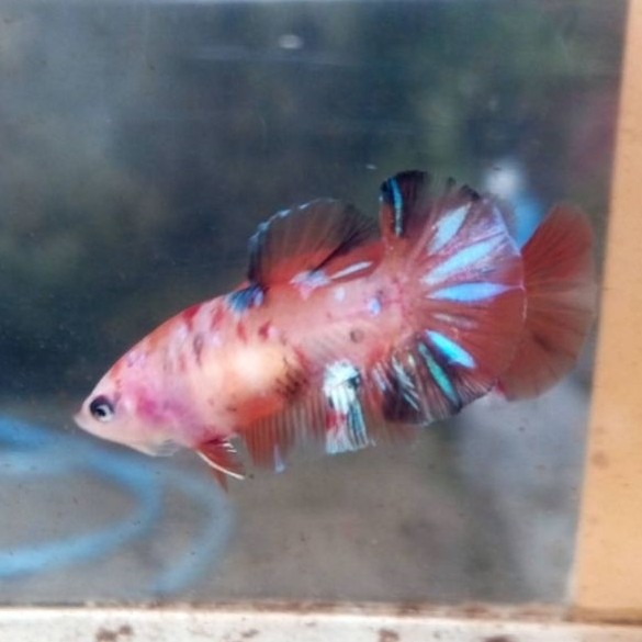 Stiker hmpk koi female / hiasan aquarium