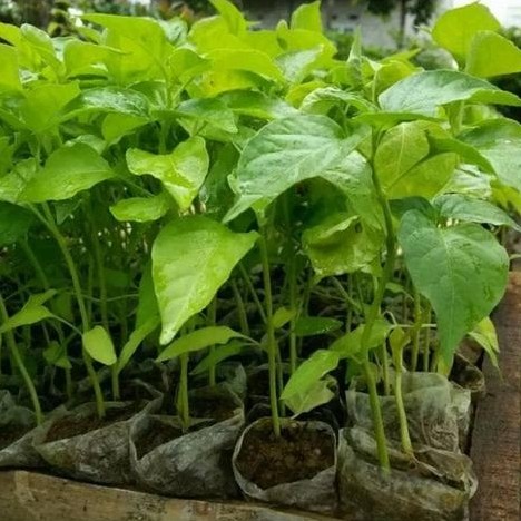 Bibit cabe rawit pedas produktif mudah ditanam di pot