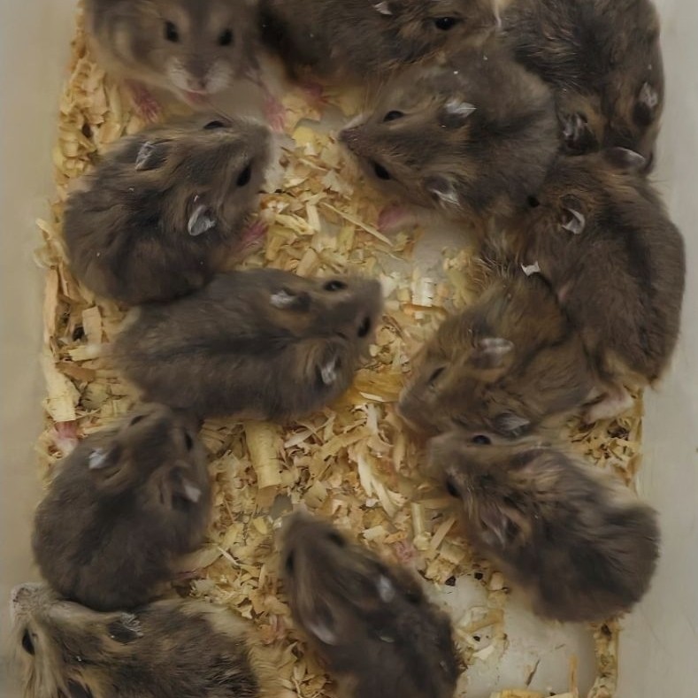 Hamster jenis winter white Sapphire