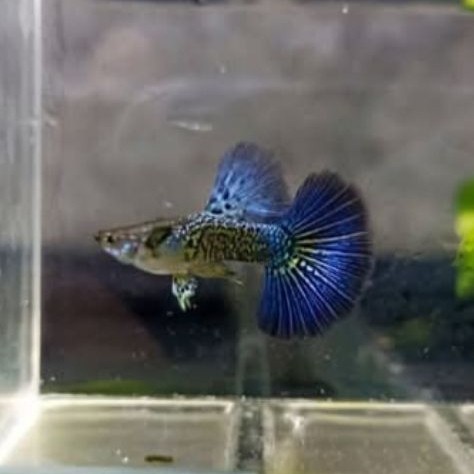 pewangi guppy blue dragon