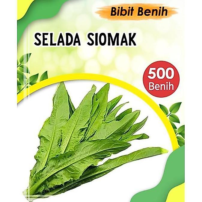 500 Biji Benih Siomak Selada Wangi - Bibit Sayuran Siomak