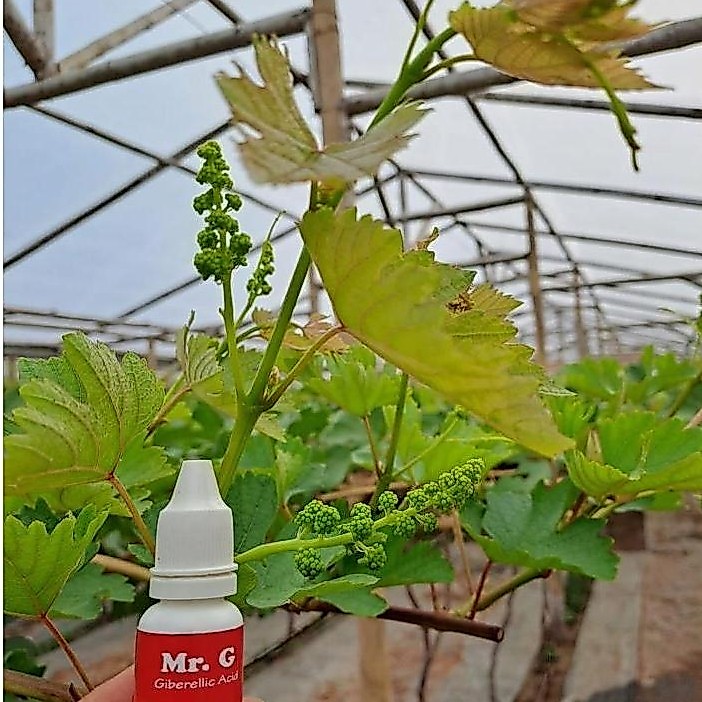 BISA COD pupuk anggur lengkap CPPU, Mr. G, Auxin, Higrow untuk memperbesar Bunga dan Buah Anggur