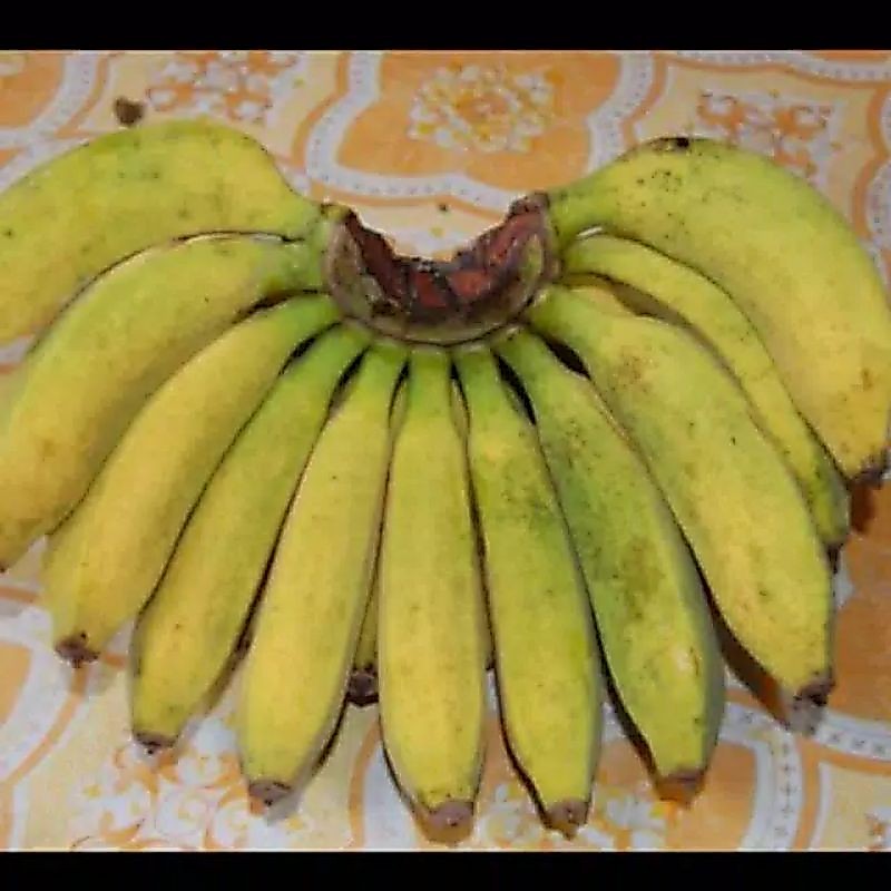 Pisang raja buluh super 1 sisir