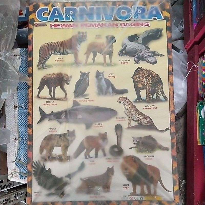 Poster Hewan Pemakan Daging Carnivora
