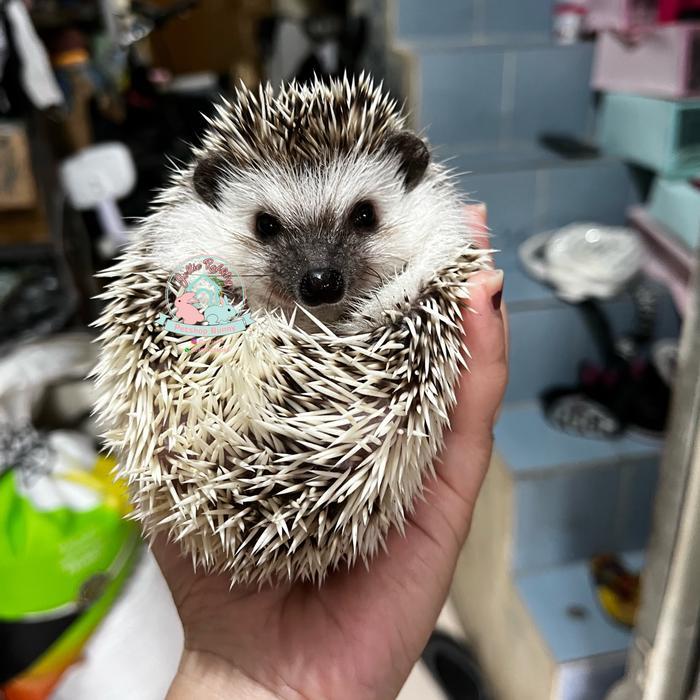 landak mini hedgehog lamin tobiano Tobi salt n papper charcoal pinto