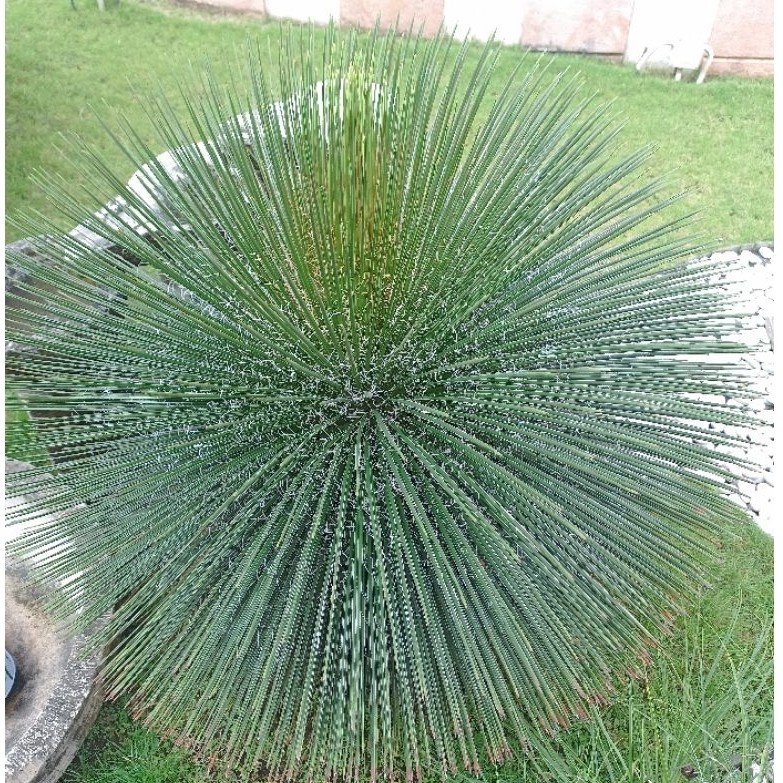 Bibit tanaman Agave Geminiflora