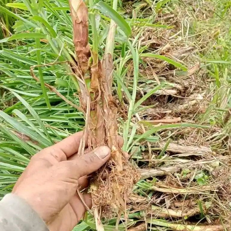 benih rumput odot 1kg
