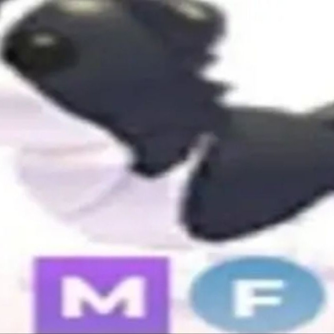 border collie mfr