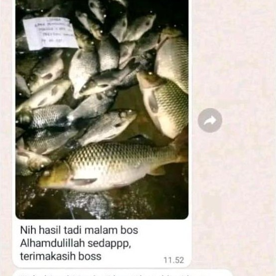 Veii- New- Essen Ikan Mas Super Pisang Ambon Sereh Umpan Mancing Paling Gacor