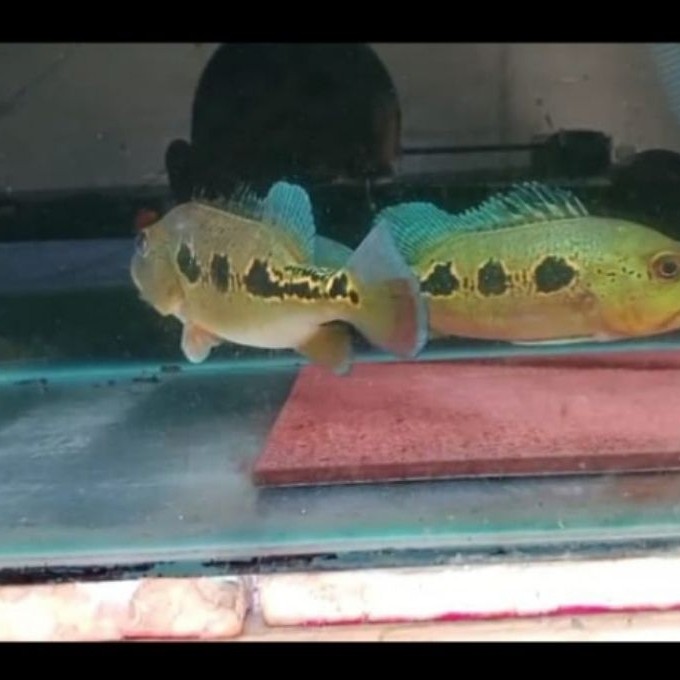 ikan pbass Orinoco fure