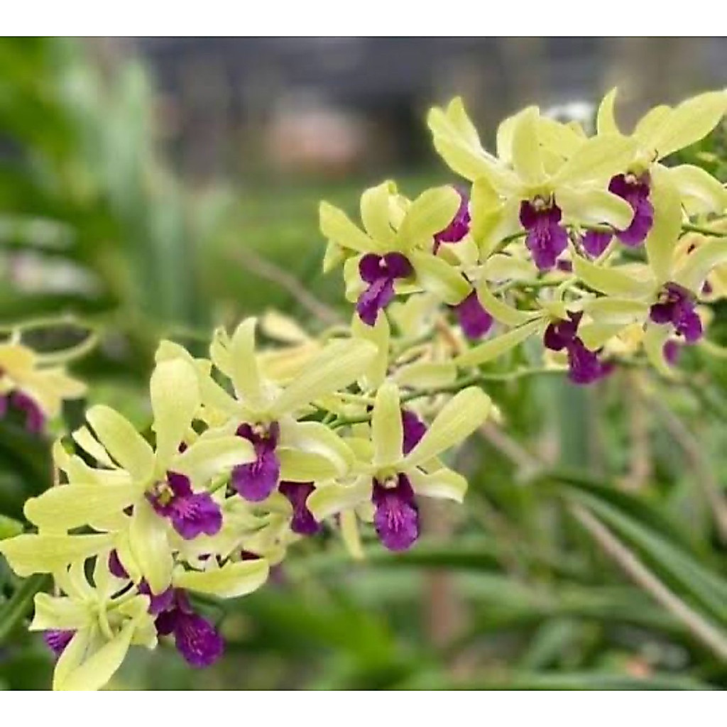 dendro mini green wongleng