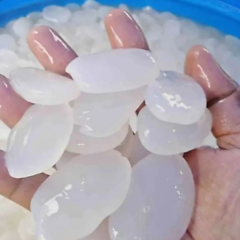 Kolang kaling muda 1 kg