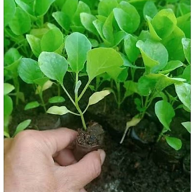 bibit terong hijau jumbo / bibit terong hijau hidup