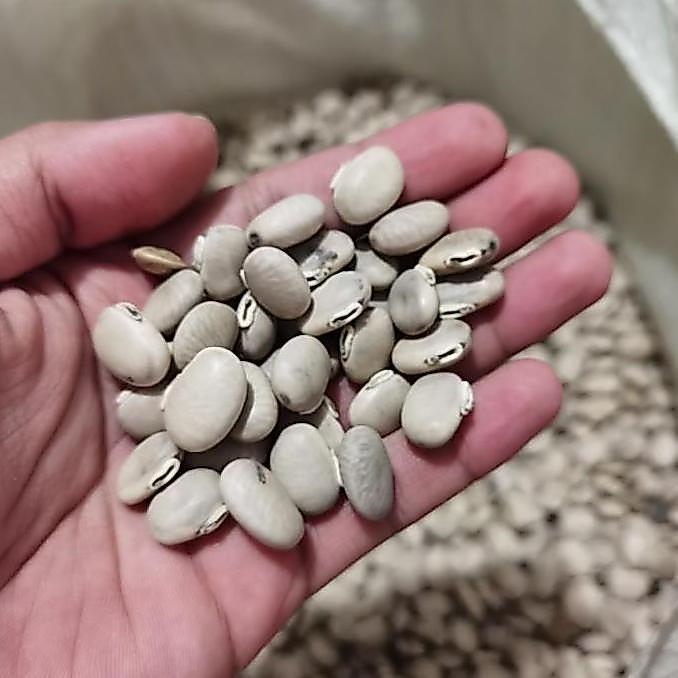 Benih MC, Biji benguk MC, kacang Mucuna cochinchinensis