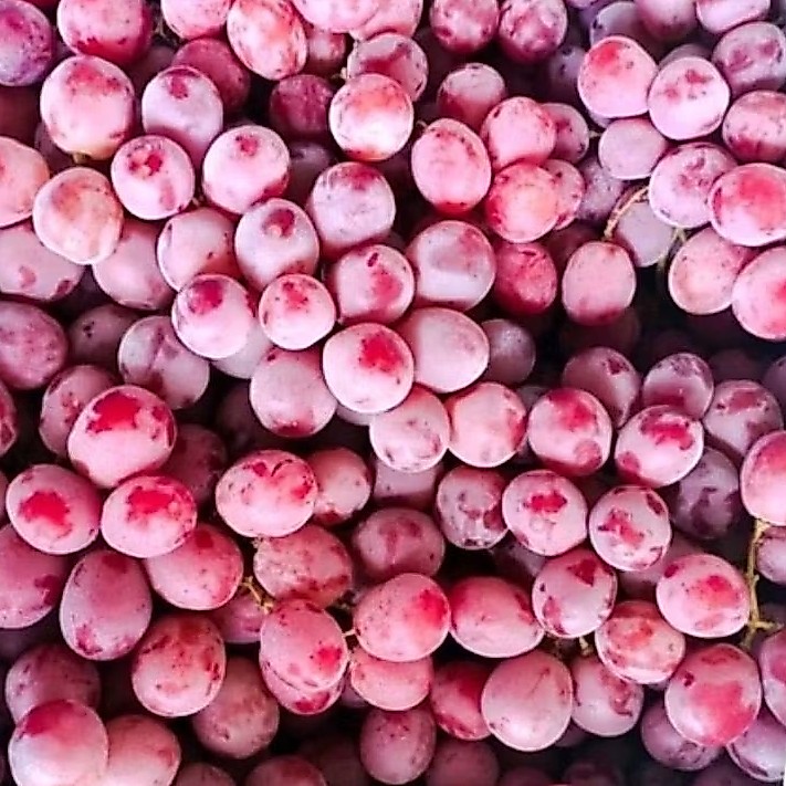 anggur australia merah fresh