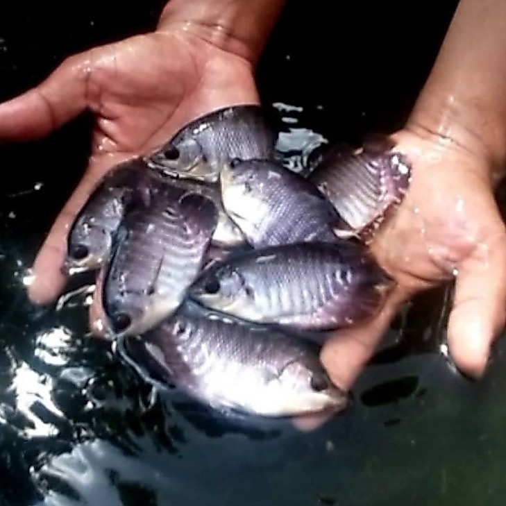 hiasan aquascape gurame