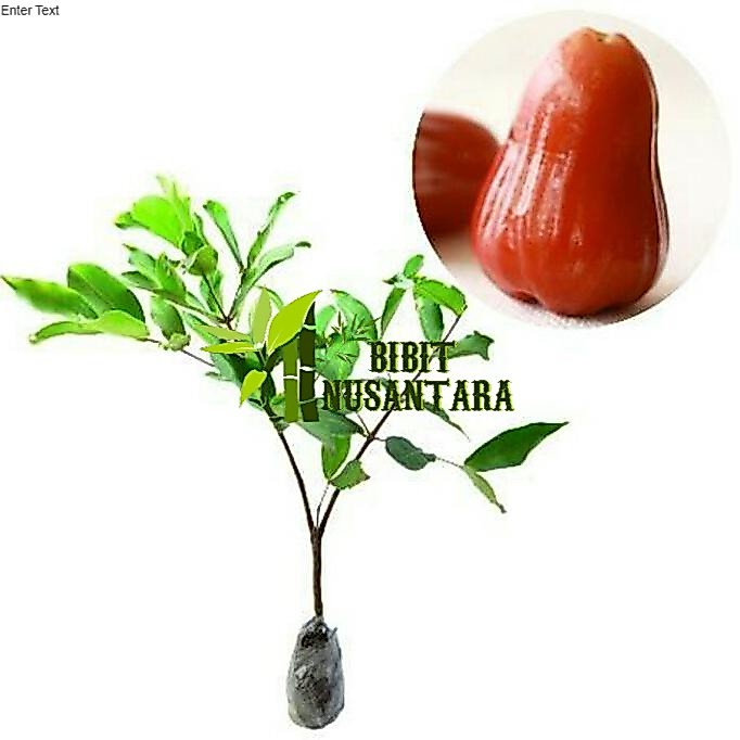 Promo Murah Jambu air madu delli merah Berat 400 gram, 1kg muat 3 bibit