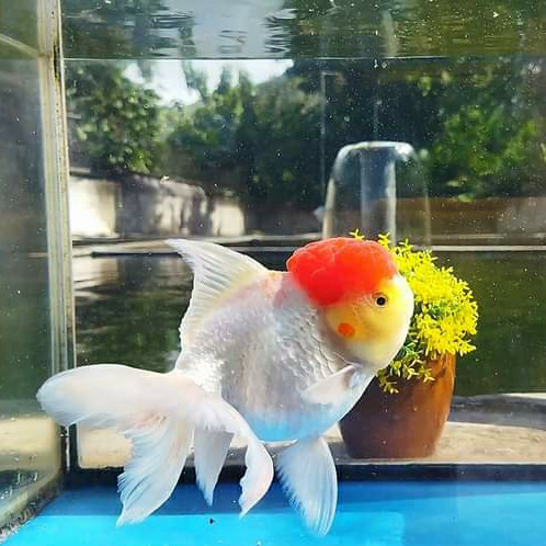 Jual Ikan  size 8-10 cm Mas Koki Oranda Red Cup Jumbo / Ikan Mas Koki RED CAPE CAP