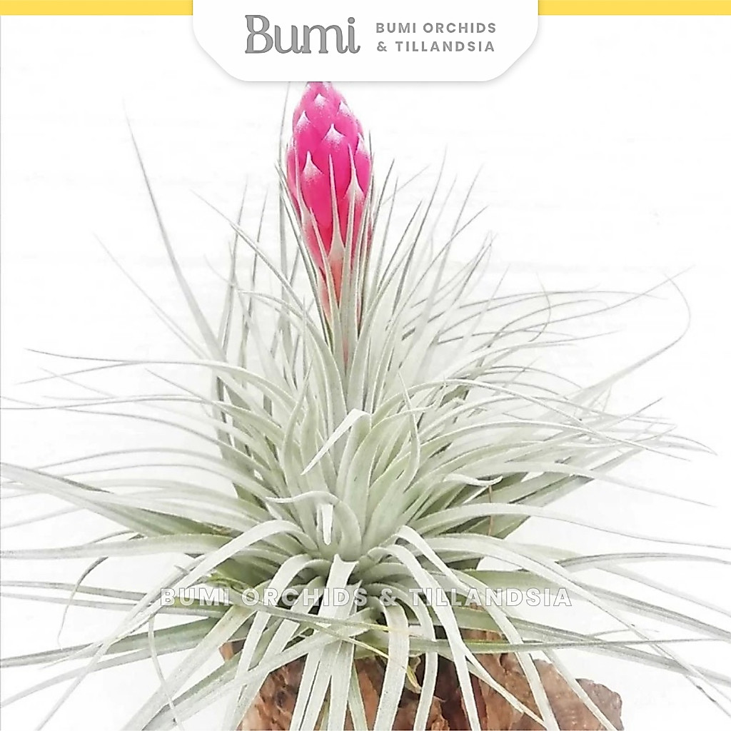 BUMI ORCHIDS Tillandsia Houston 'Cotton Candy' - AIR PLANTS Tanaman Udara Orchids