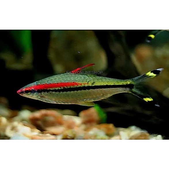 _Tukushop Puntius Denison Barb 4-5Cm Ikan Hias Air Tawar Aquarium Aquascape