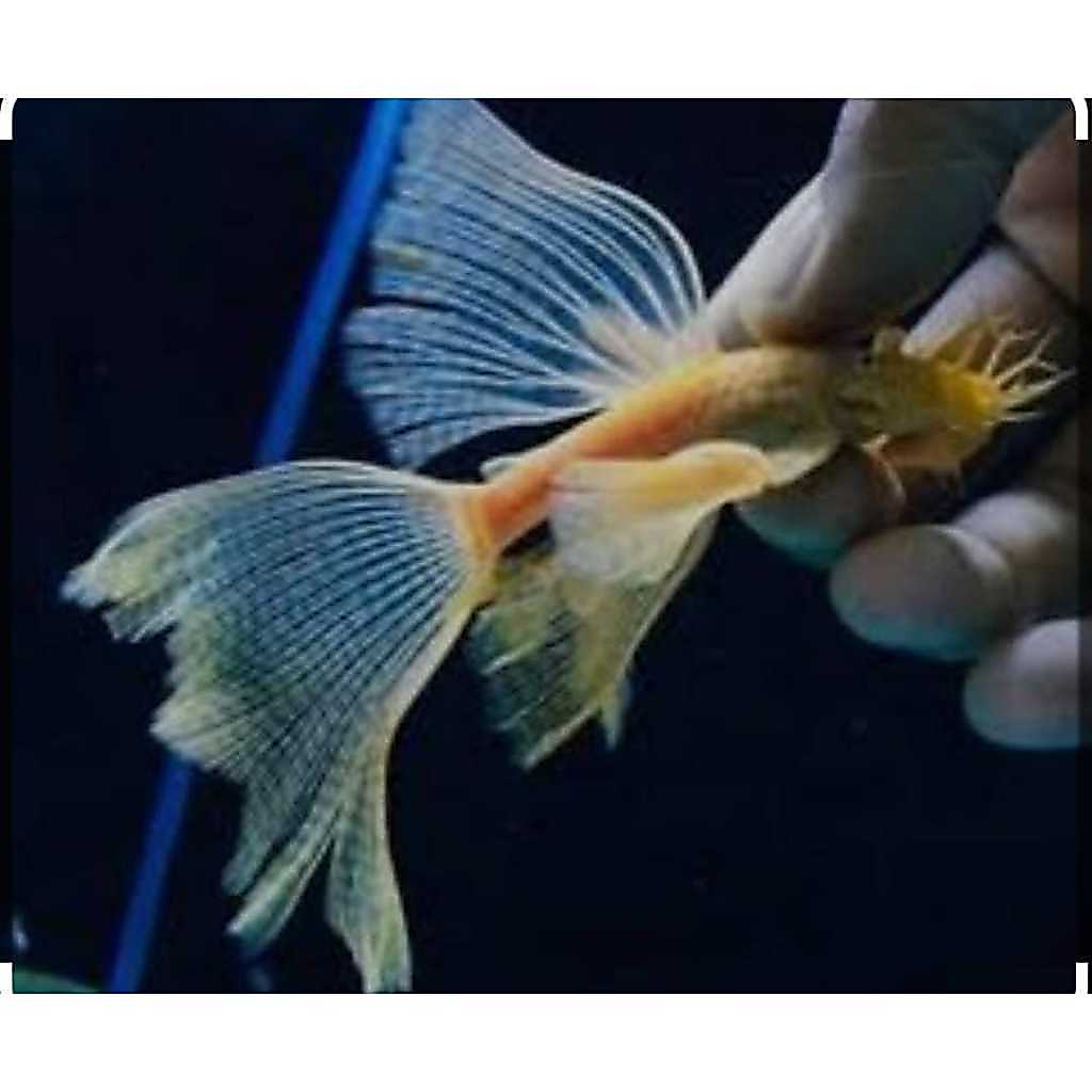 ikan brushmouth albino slayer