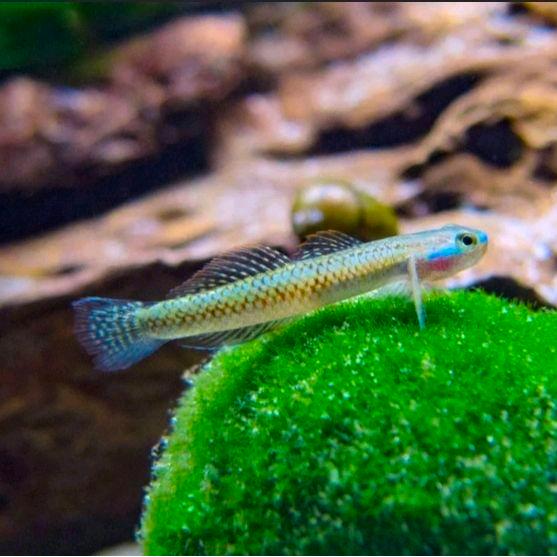 Goby Blue Neon - Dekorasi Aquarium Aquascape akuarium