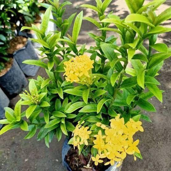 tanaman hias asoka jepang bunga kuning - asoka mini - asoka jepang