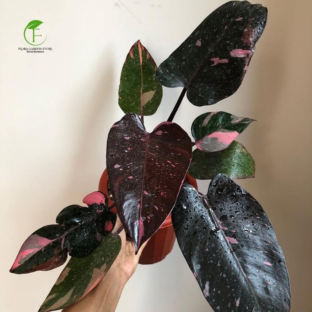 PROMO Tanaman Hias Philodendron Black Cherry - Philodendron Black Cerry - Size Besar