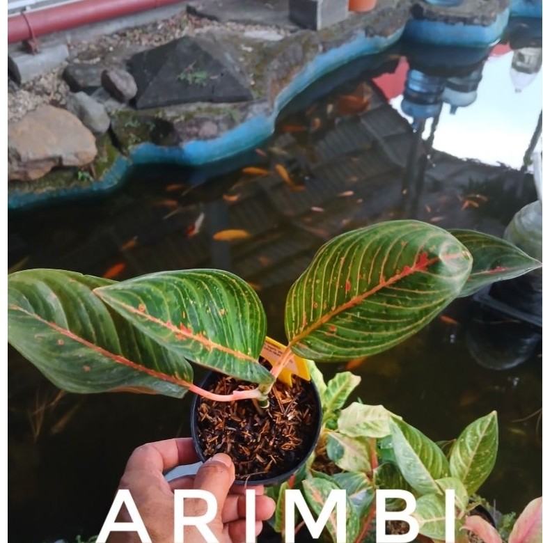 aglonema arimbi