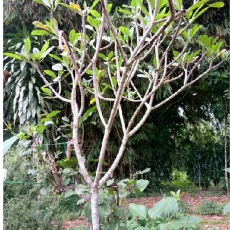 Tanaman hias pohon Kamboja kembang kuning tinggi 3 METER TERMURAH