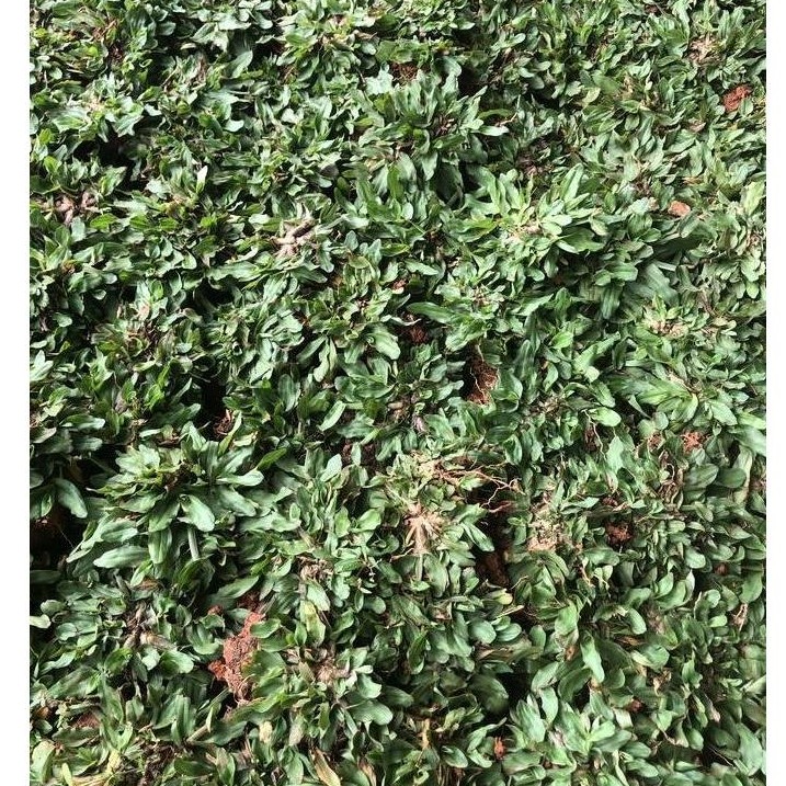 rumput gajah mini 1 meter