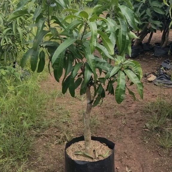 Bibit mangga Kiyojay
