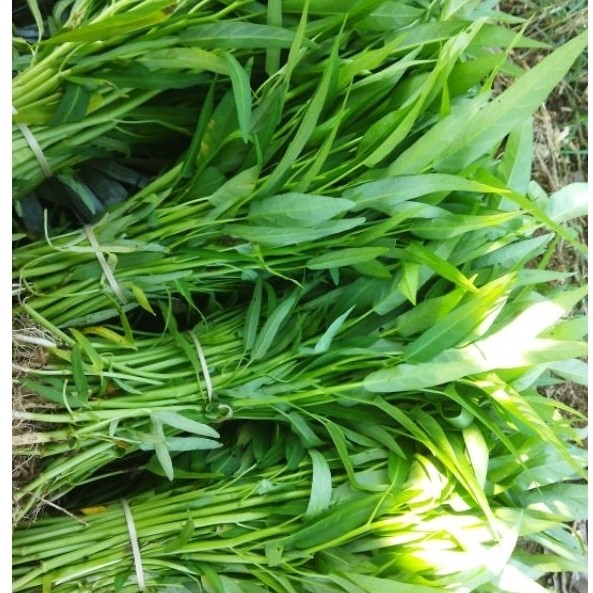 KANGKUNG 1KG